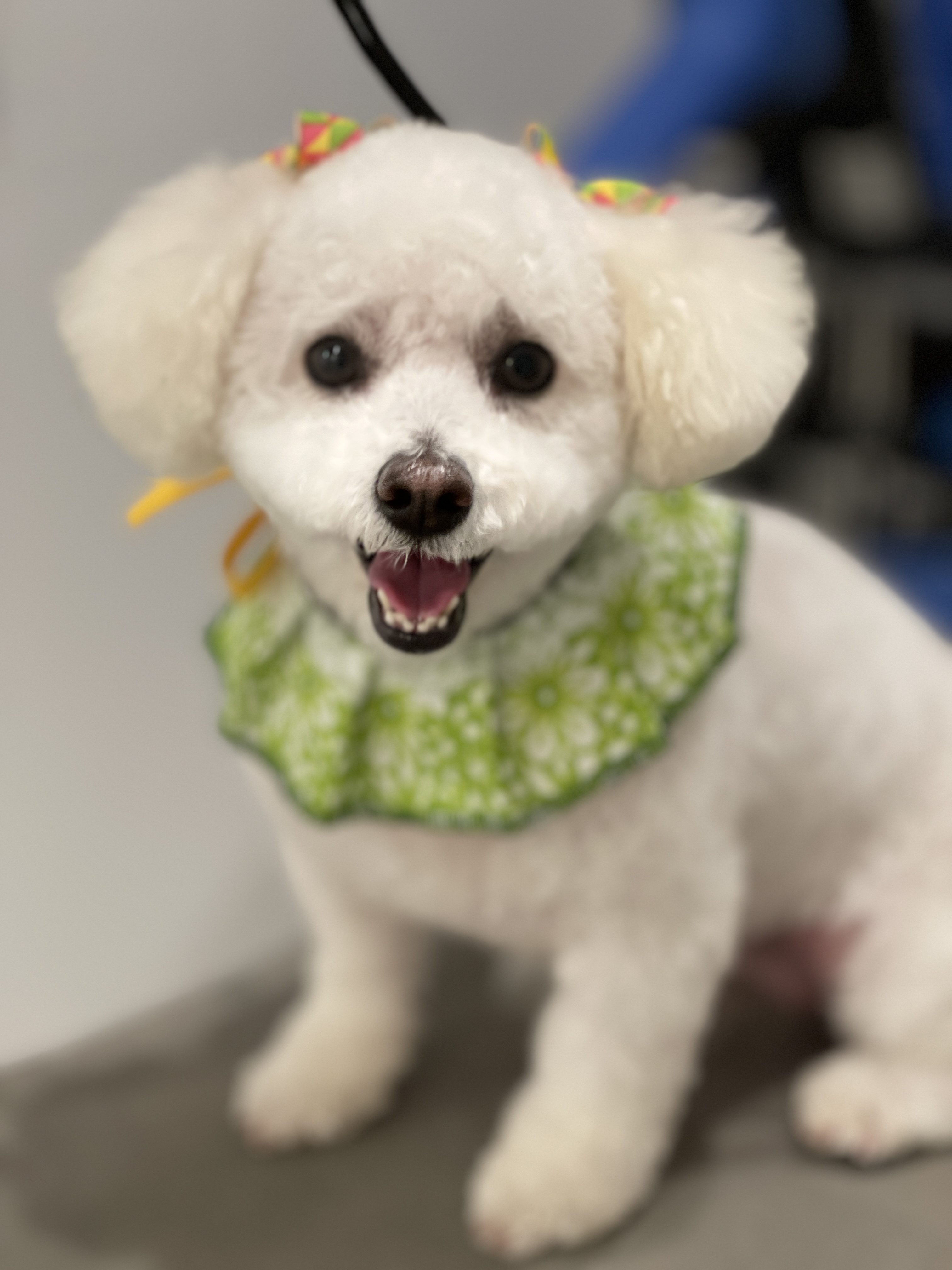 white dog with green collar