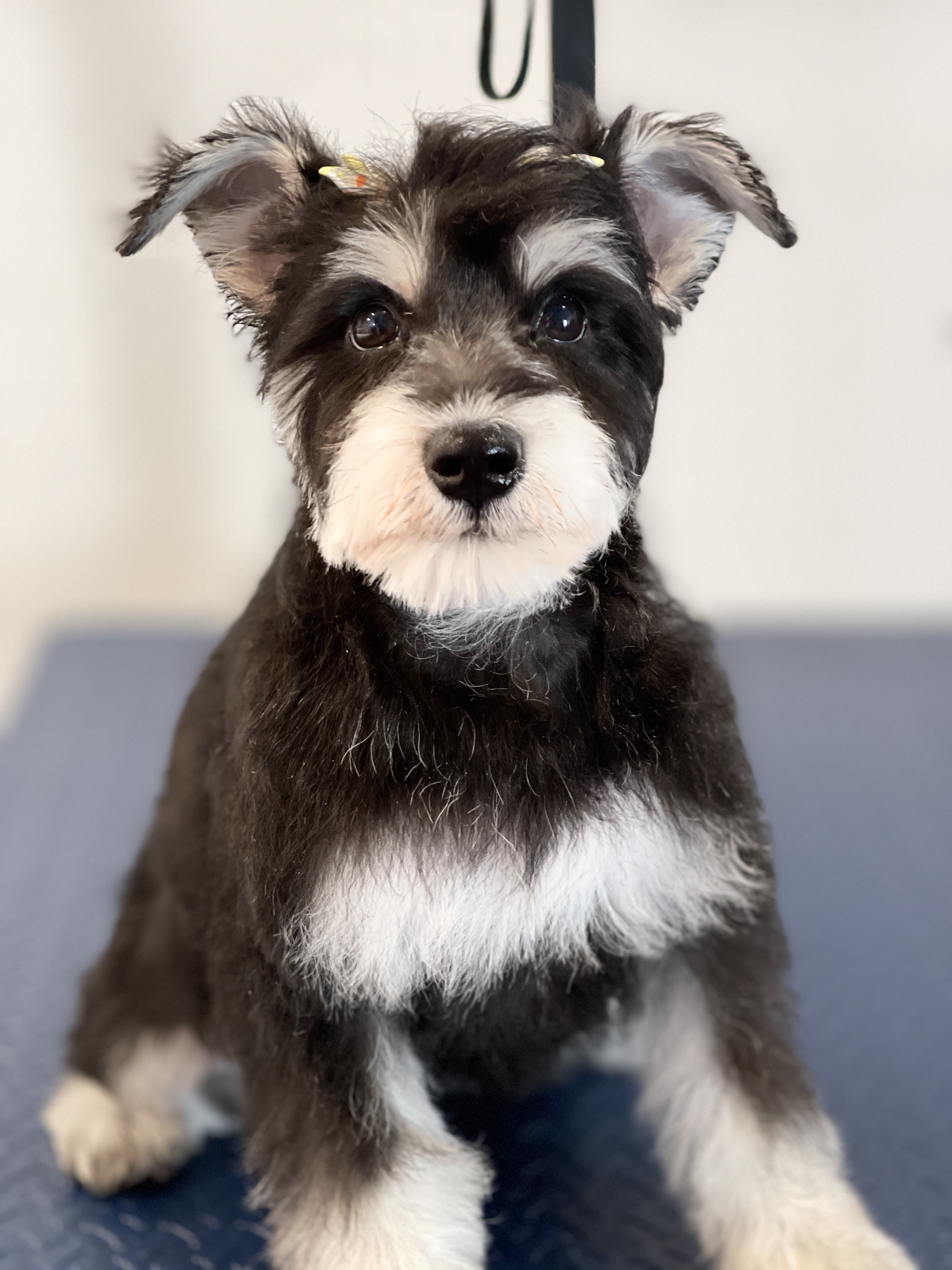 black and white dog