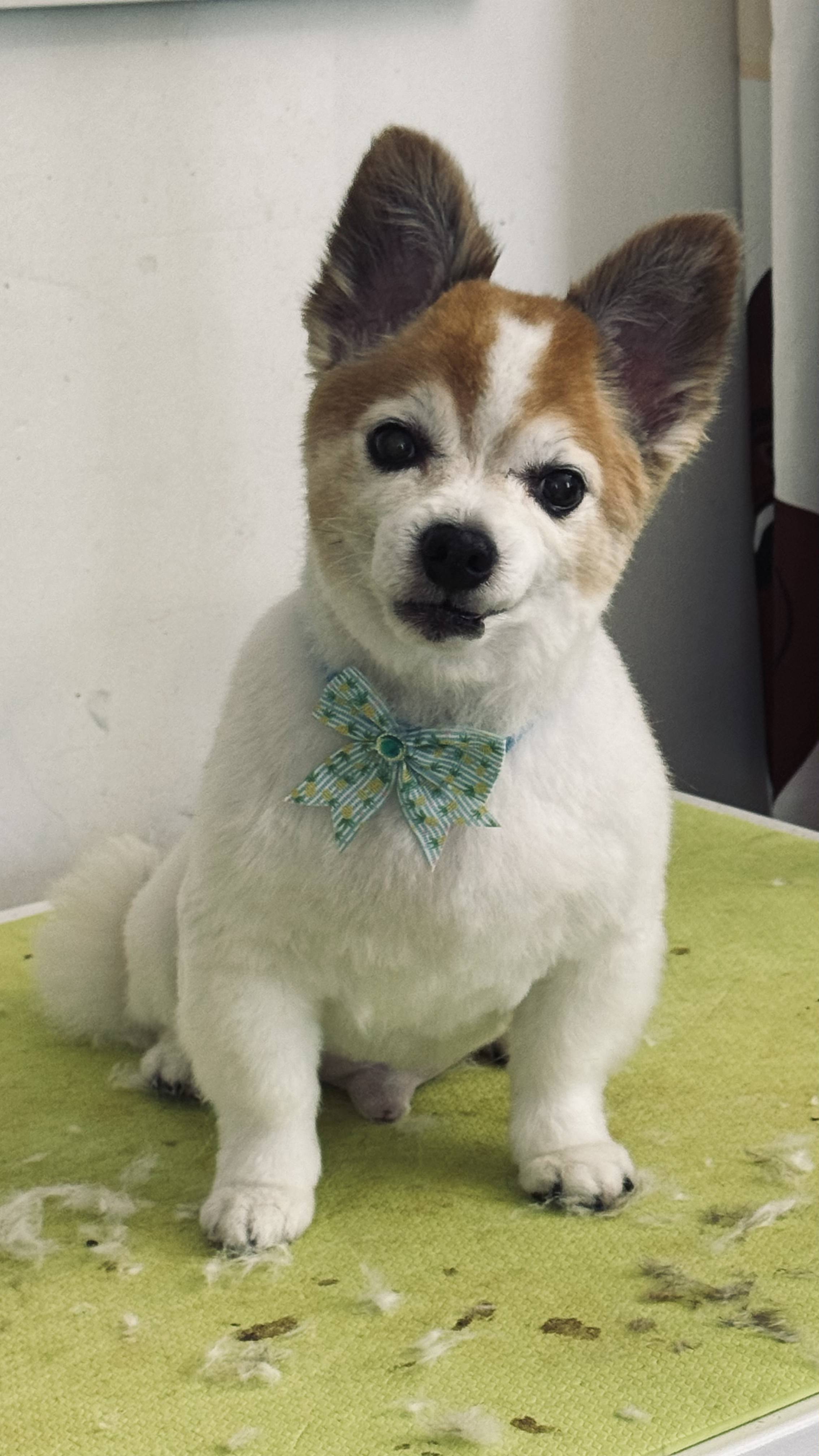 white and brown dog with green collar