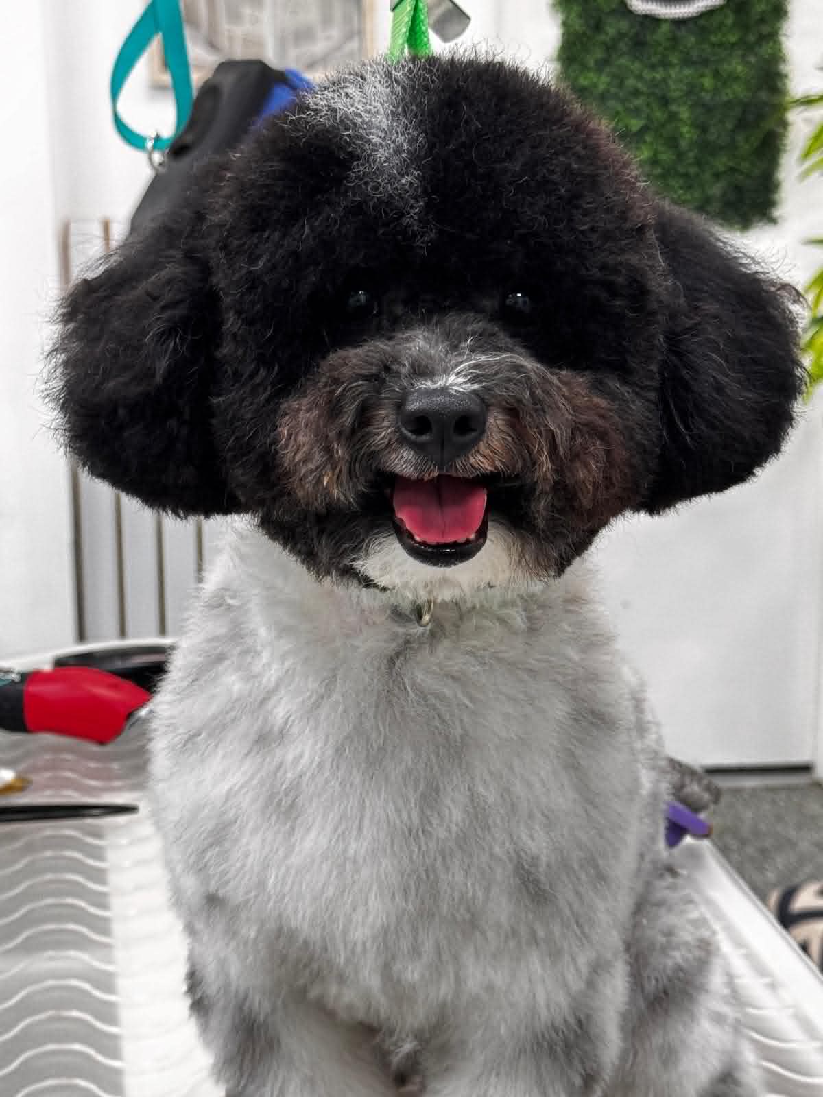 Dog Gallery 1