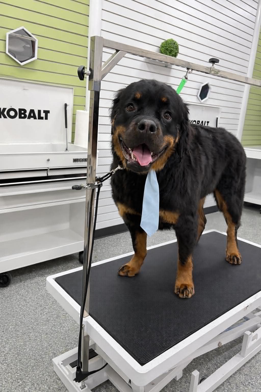Dog Gallery 2