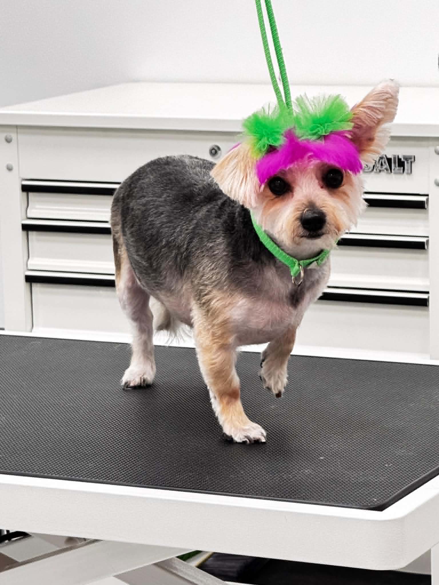 Dog Gallery 3