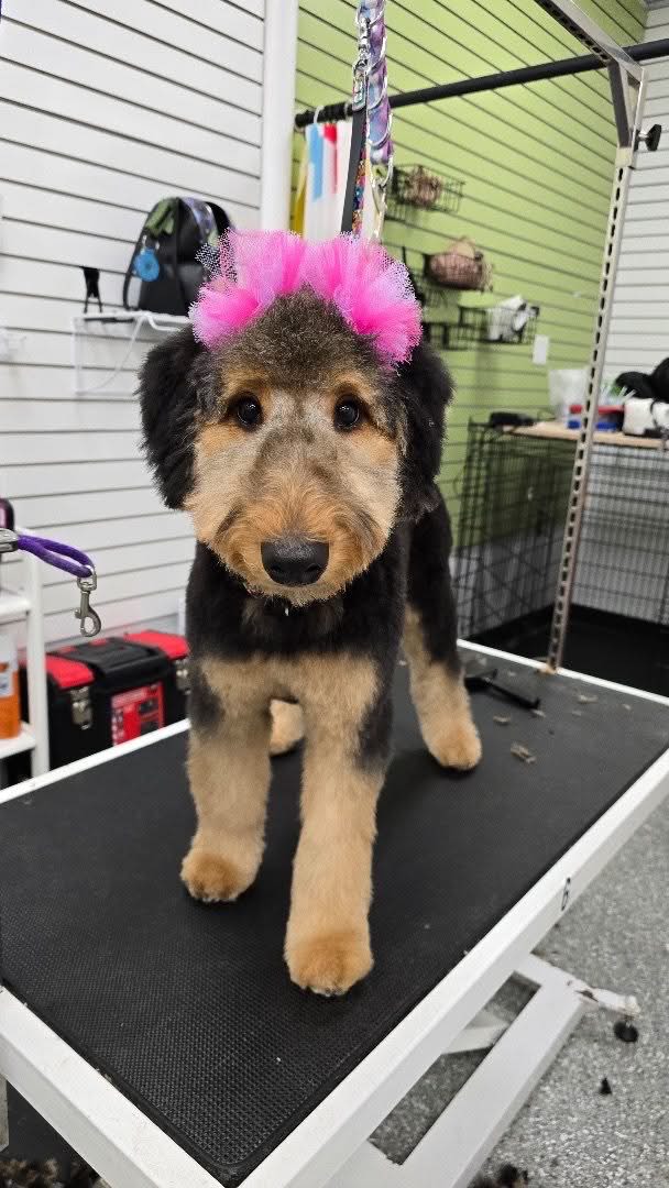 Dog Gallery 5