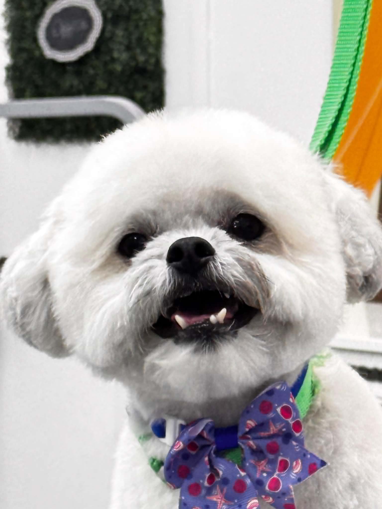 Dog Gallery 6