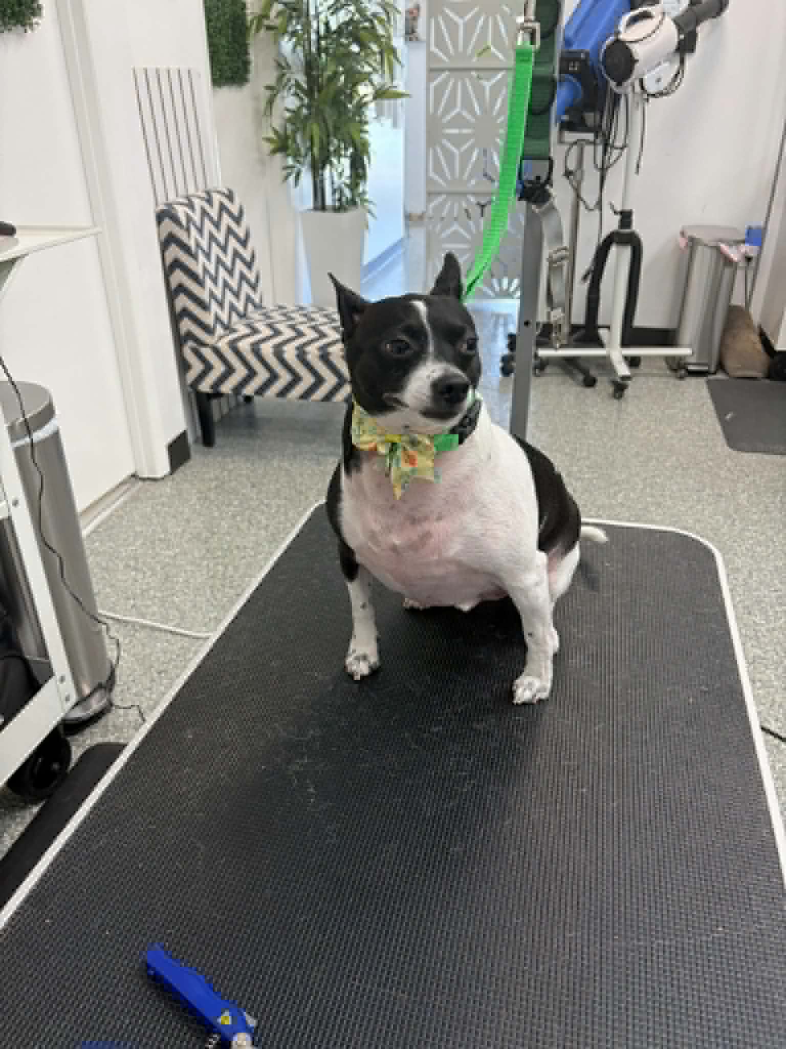 Dog Gallery 7